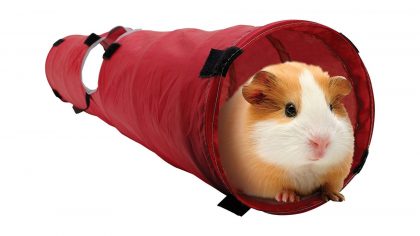 Guinea Pig Toys