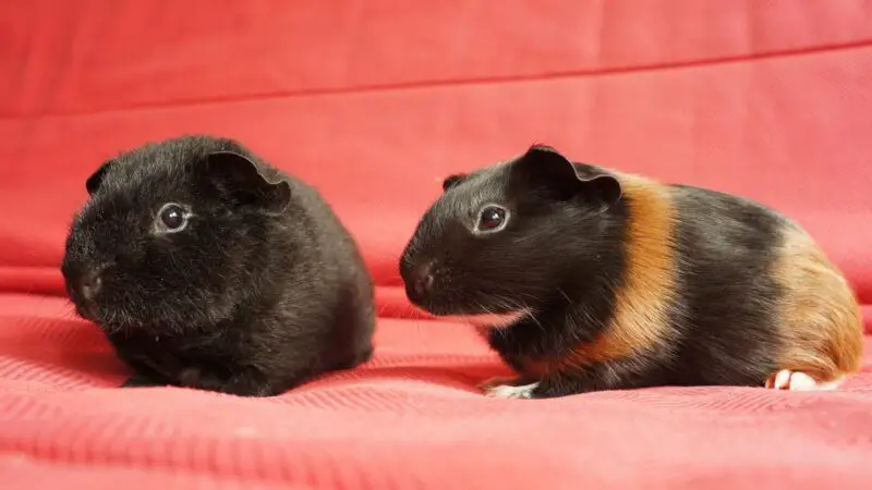 How Do Guinea Pigs Mate