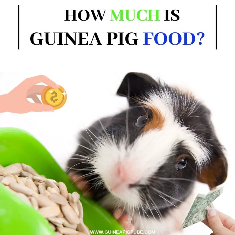 How Much Is Guinea Pig Food