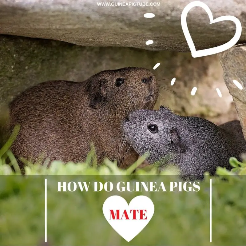How do Guinea Pigs Mate