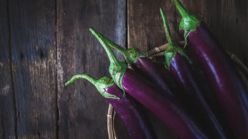 How often should you feed aubergine to your guinea pig