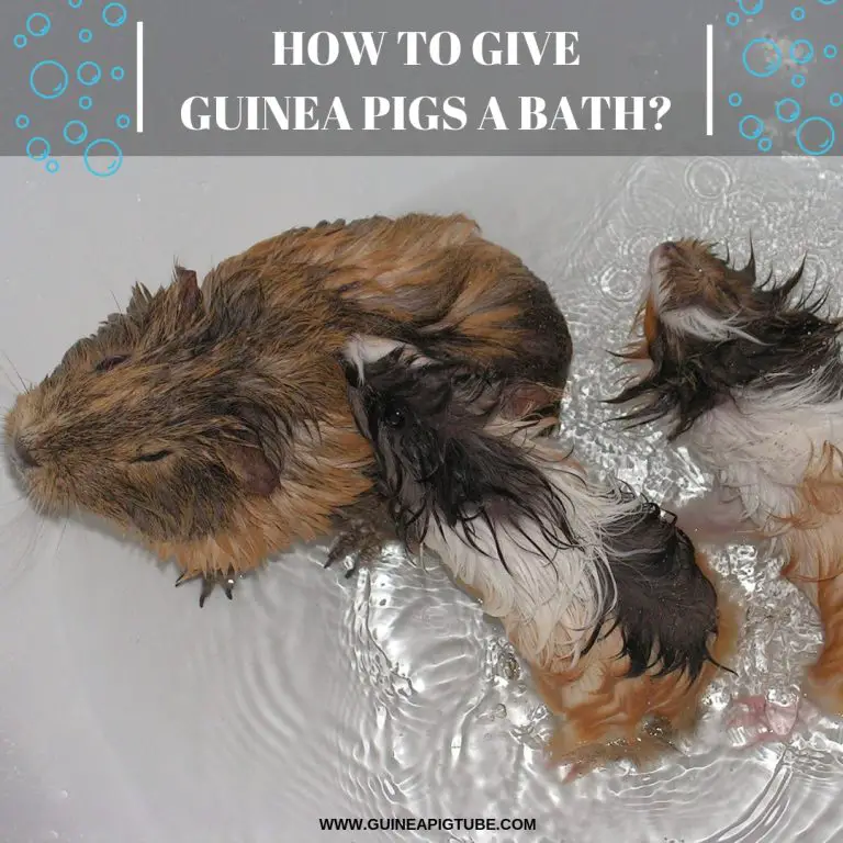 How to Give Guinea Pigs a Bath