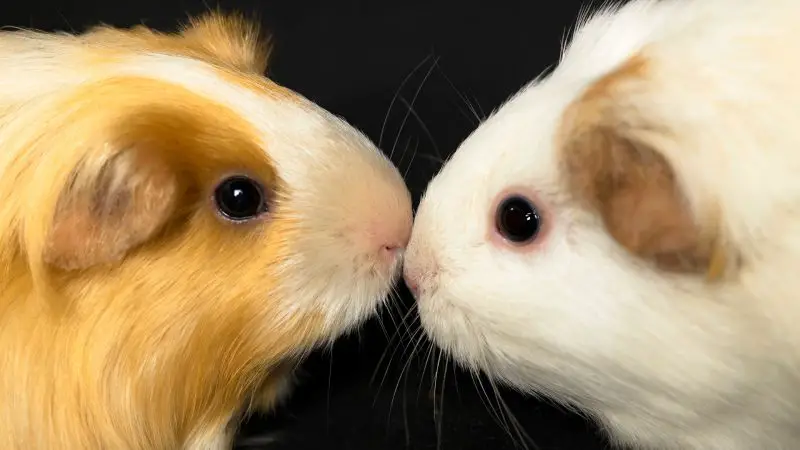 How to Introduce Guinea Pigs to Each Other