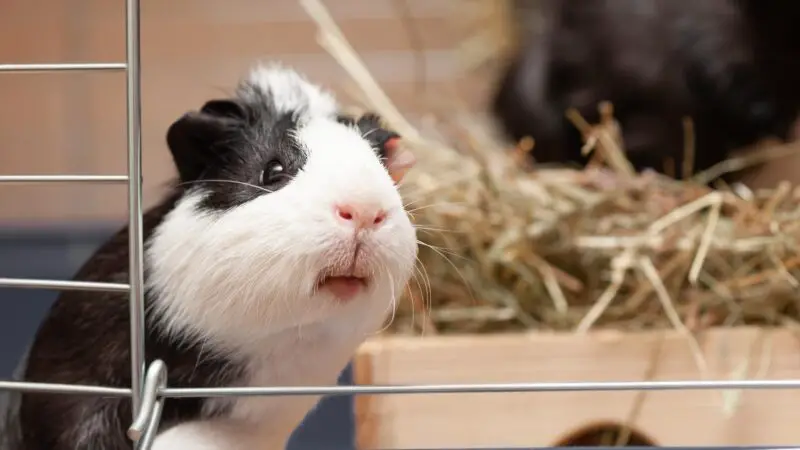 How to Prevent Poisoning in Guinea Pigs