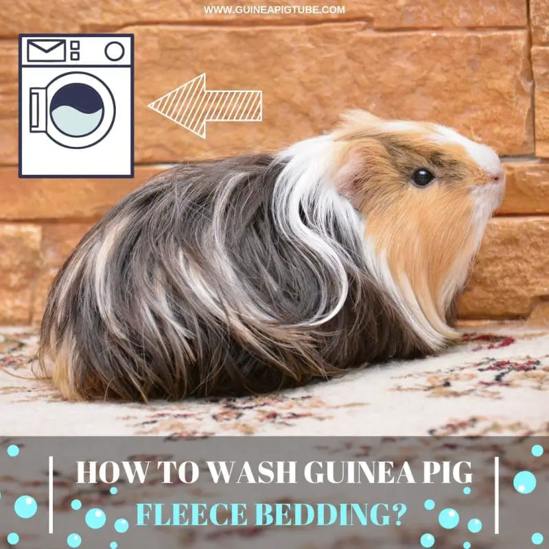 How to Wash Guinea Pig Fleece Bedding? Guinea Pig Tube