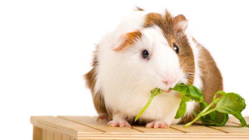 If Guinea Pigs Cannot Throw Up, What Exactly Comes Out of Their Mouth