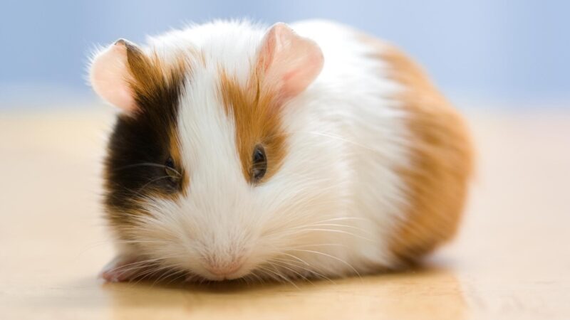 Most Common Reasons for Guinea Pig Throwing Up