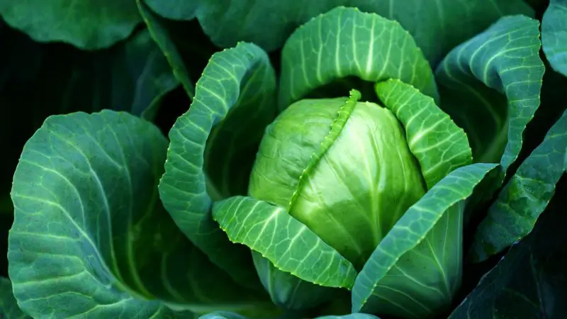 Nutrition Facts of Cabbage