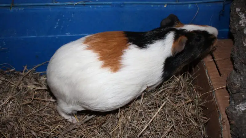 Pregnancy of Guinea Pigs