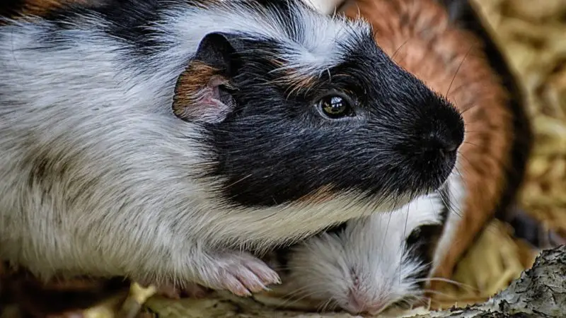 Preventing and Stopping Fights Between Guinea Pigs