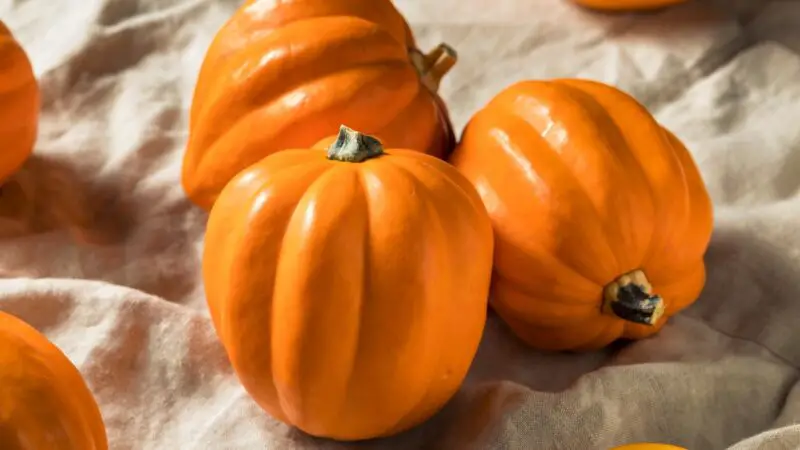 Serving and Frequency of Acorn Squash for Guinea Pigs