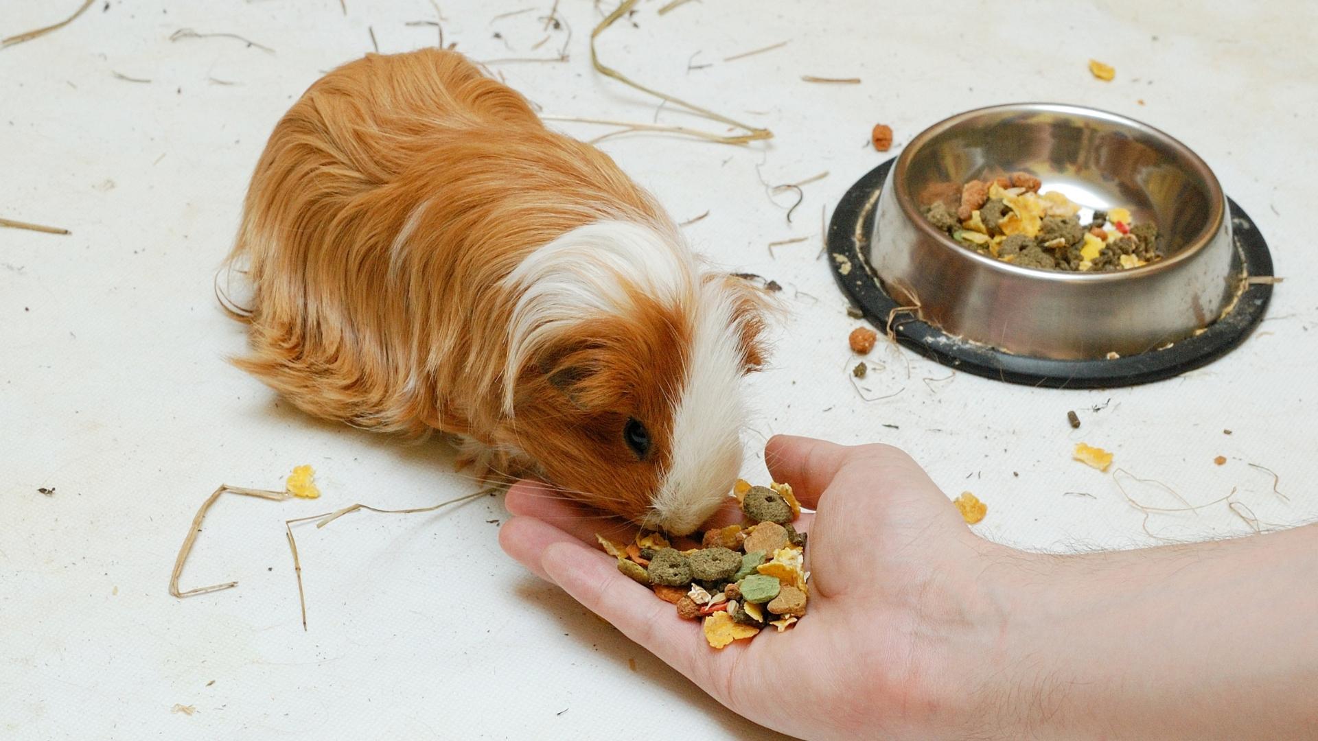 Some Points to Consider When Choosing Guinea Pig Food