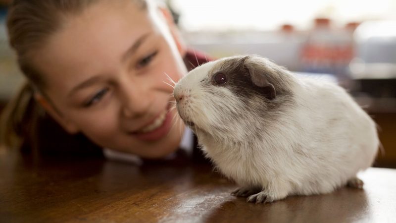 What Location Do Guinea Pigs Like for Petting - Inside or Outside of the Cage