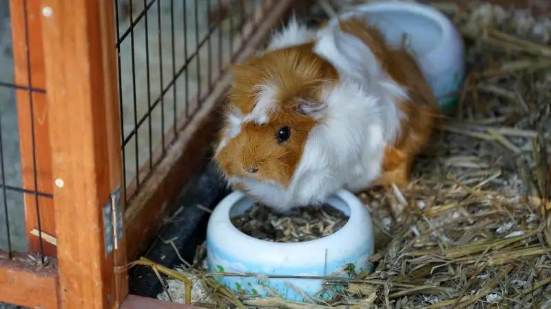 What Should We Know about a Guinea Pig’s Diet