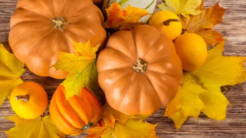 What Should You Do if Your Guinea Pig Dislikes Acorn Squash