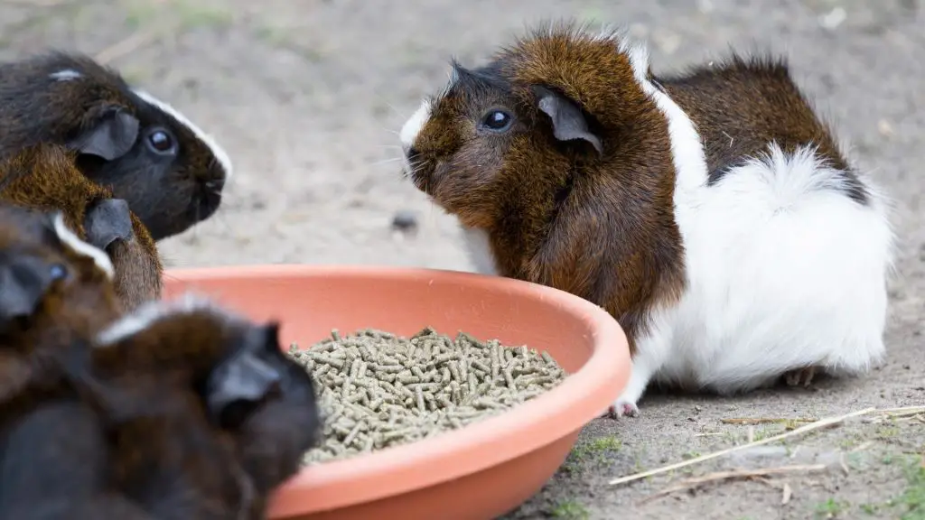 What are Guinea Pig Pellets