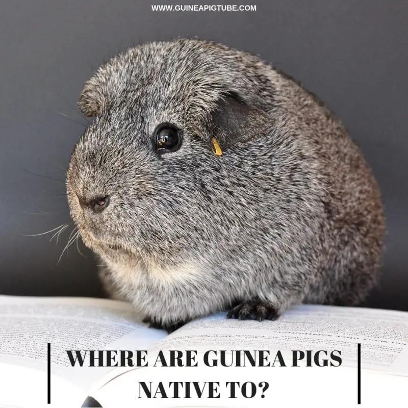 What are Guinea Pigs Native To