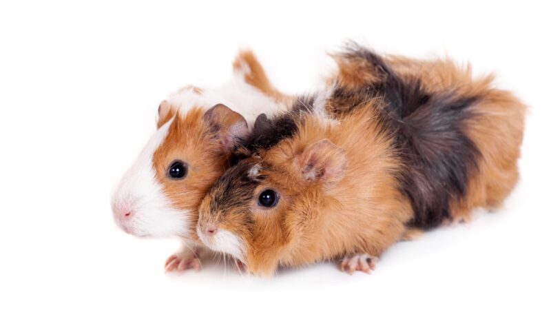 What is the best way to breed guinea pigs