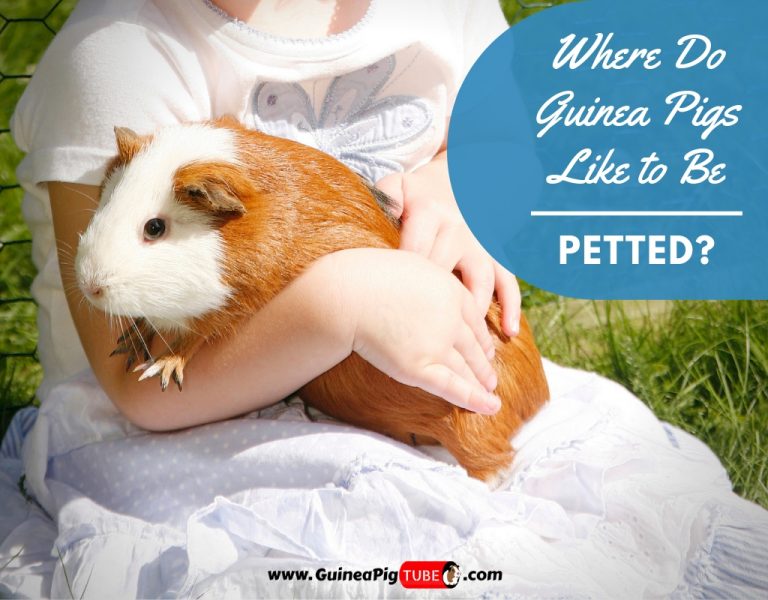 Where Do Guinea Pigs Like to Be Petted