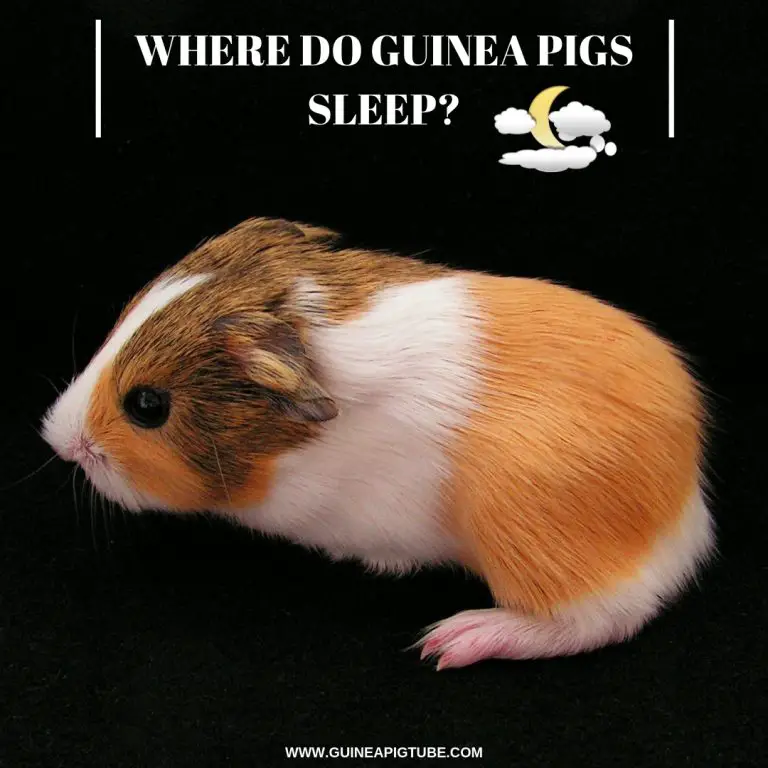 Where do Guinea Pigs Sleep