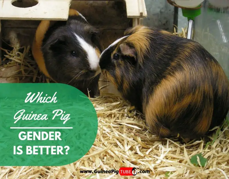 Which Guinea Pig Gender Is Better? Guinea Pig Tube