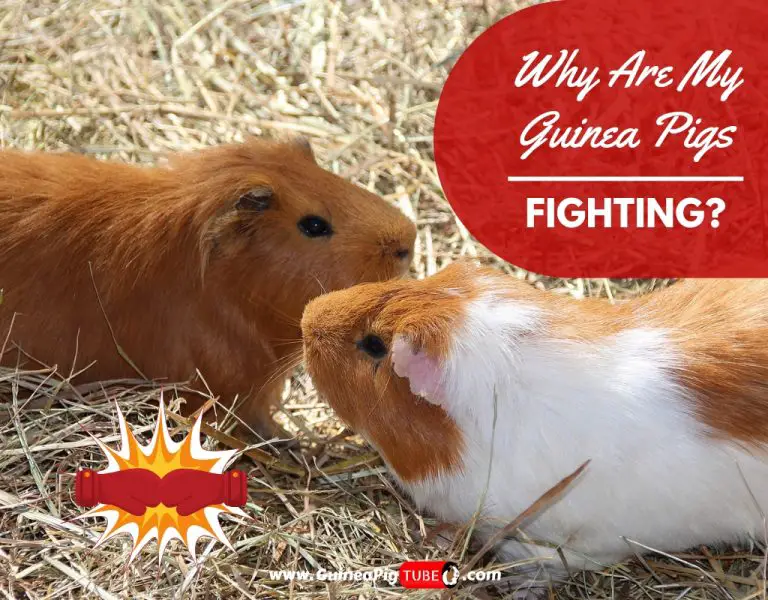 male guinea pigs fighting