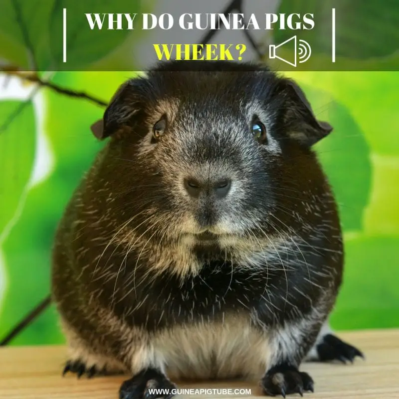 Why Do Guinea Pigs Wheek? Guinea Pig Tube