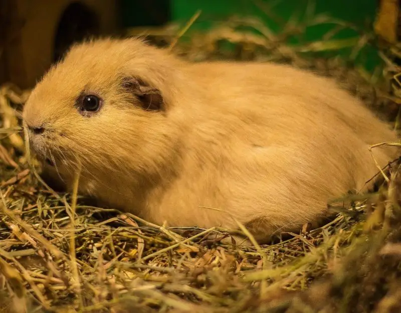 10 Best Guinea Pig Litter Boxes