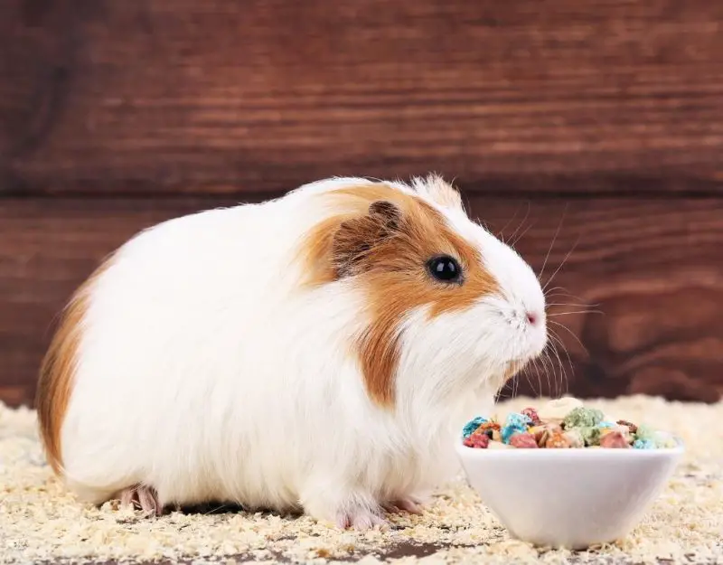 no tip guinea pig bowl
