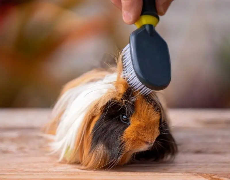 5 Best Guinea Pig Grooming Kit