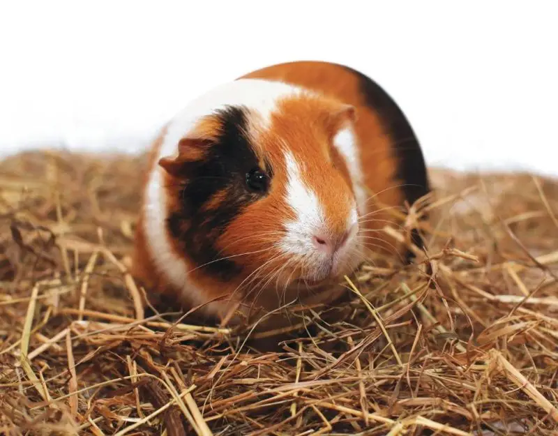 8 Best Hay for Guinea Pigs A Helpful Guide