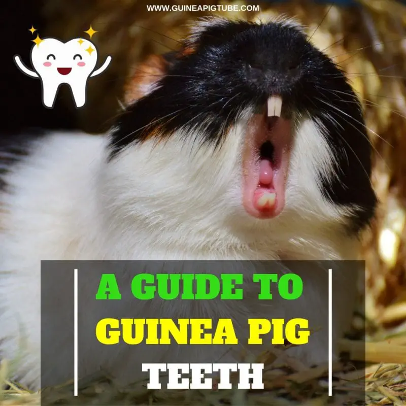 A Guide to Guinea Pig Teeth Everything You Need to Know About Guinea Pig Dental Care