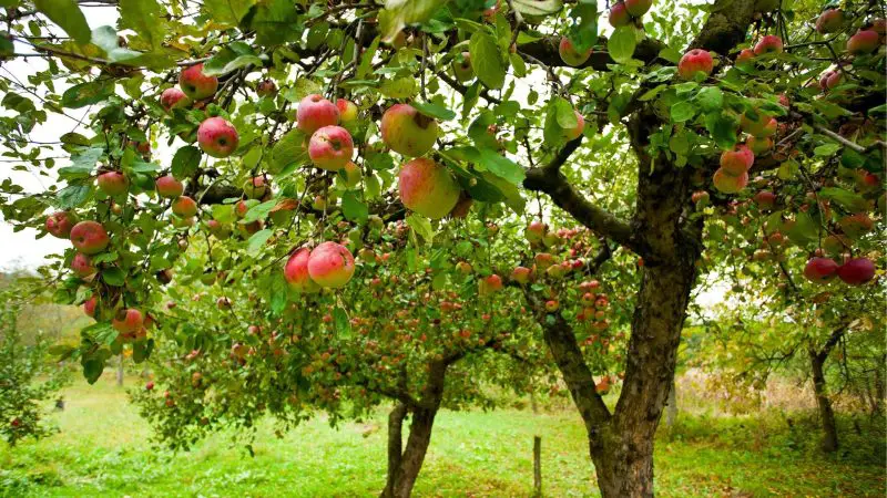 Are Apple Tree Leaves Bad for Guinea Pigs