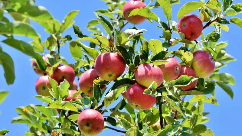 Are Apple Tree Leaves Good for Guinea Pigs