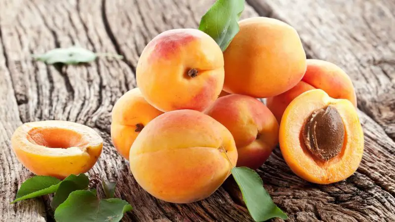 Are Apricots Good for Guinea Pigs