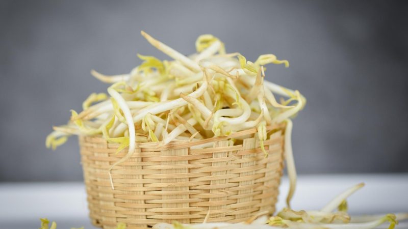 Are Bean Sprouts Good for Guinea Pigs Health Benefits