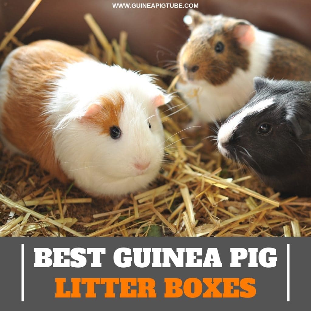 best litter for guinea pigs