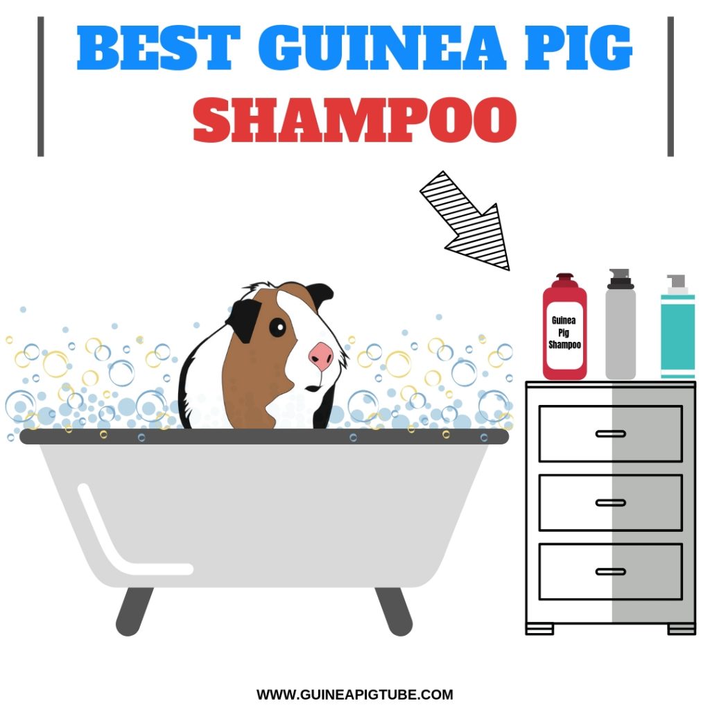 Best Guinea Pig Shampoo