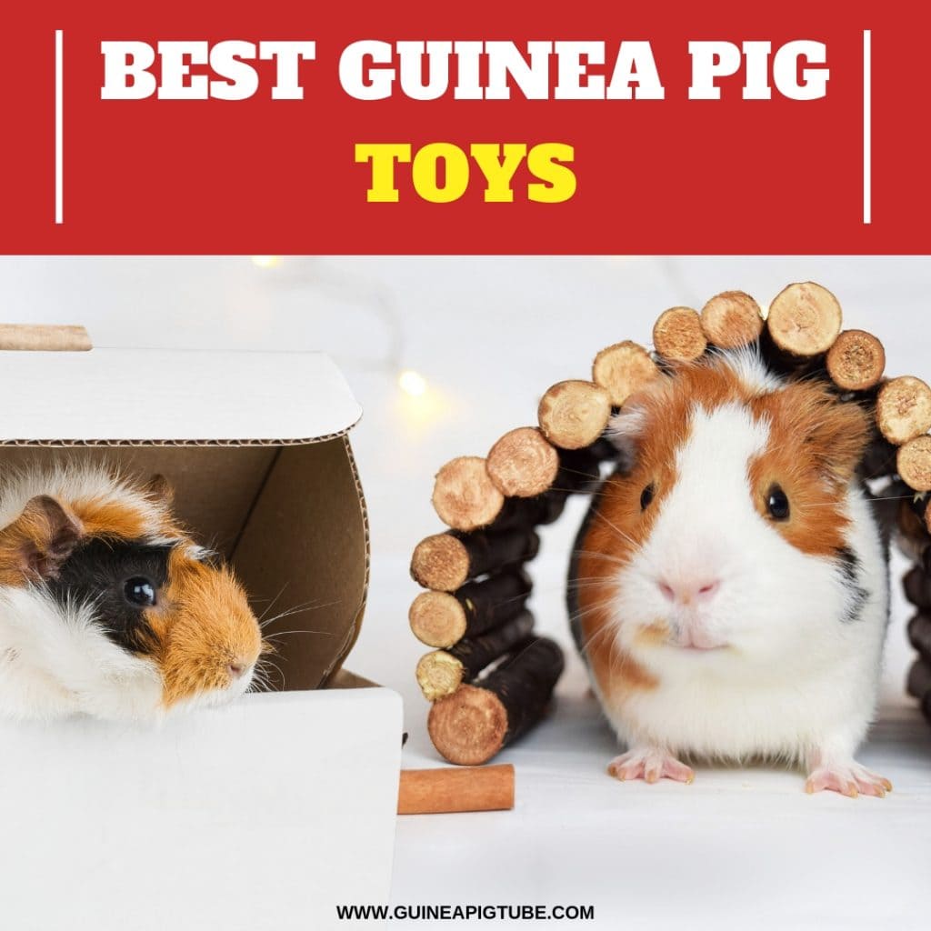 Best Guinea Pig Toys A Helpful Guide