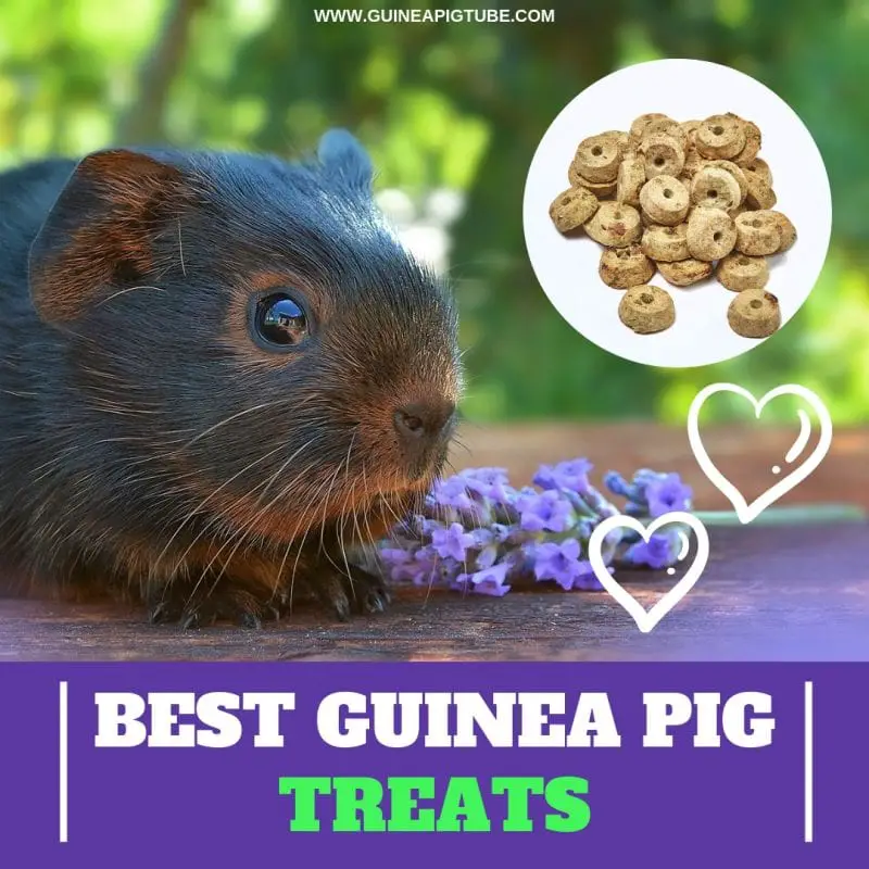 Best Guinea Pig Treats A Helpful Guide Guinea Pig Tube