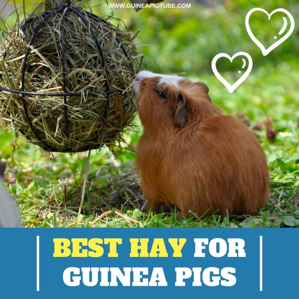 Best Hay for Guinea Pigs