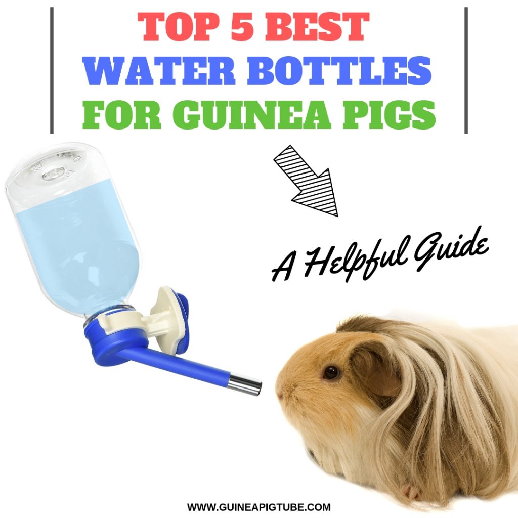 best guinea pig water bottle