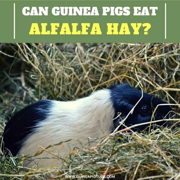 Can Guinea Pigs Eat Alfalfa Hay 