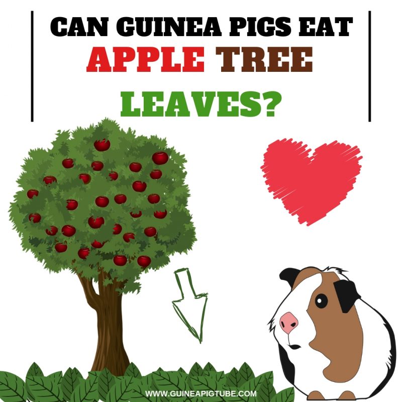 Can Guinea Pigs Eat Apple Tree Leaves