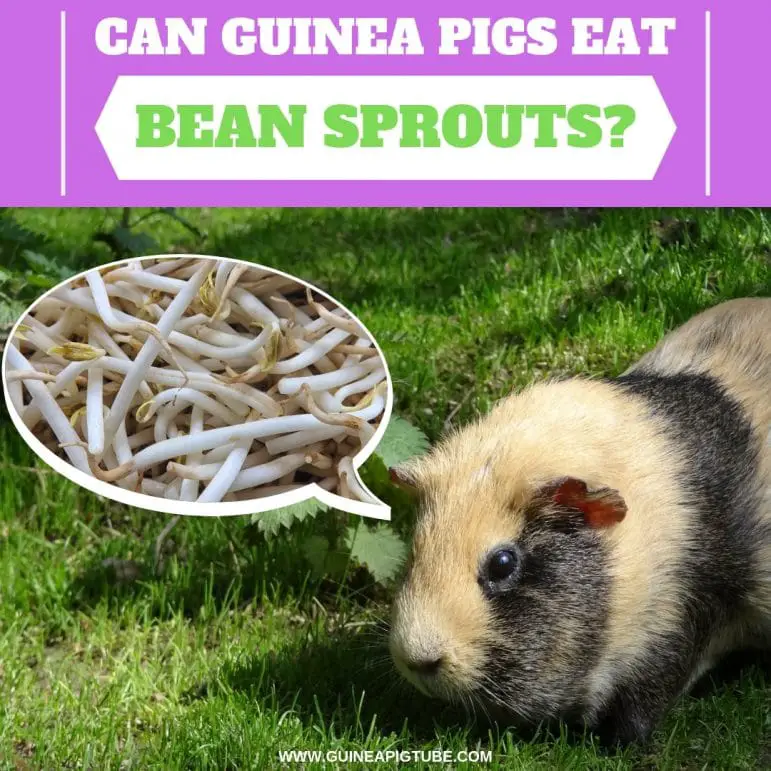 Can Guinea Pigs Eat Bean Sprouts? Guinea Pig Tube