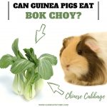 Vibrant Can Guinea Pigs Eat Bok Choy Scene Art Vibrant Can Guinea Pigs Eat Bok Choy Scene Art