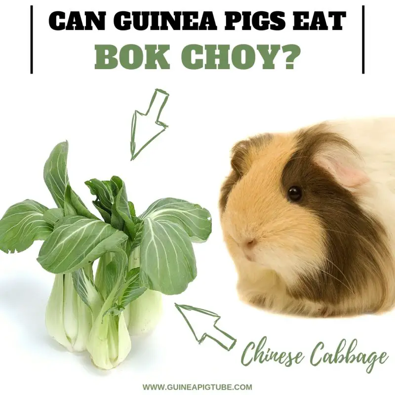 Can Guinea Pigs Eat Bok Choy