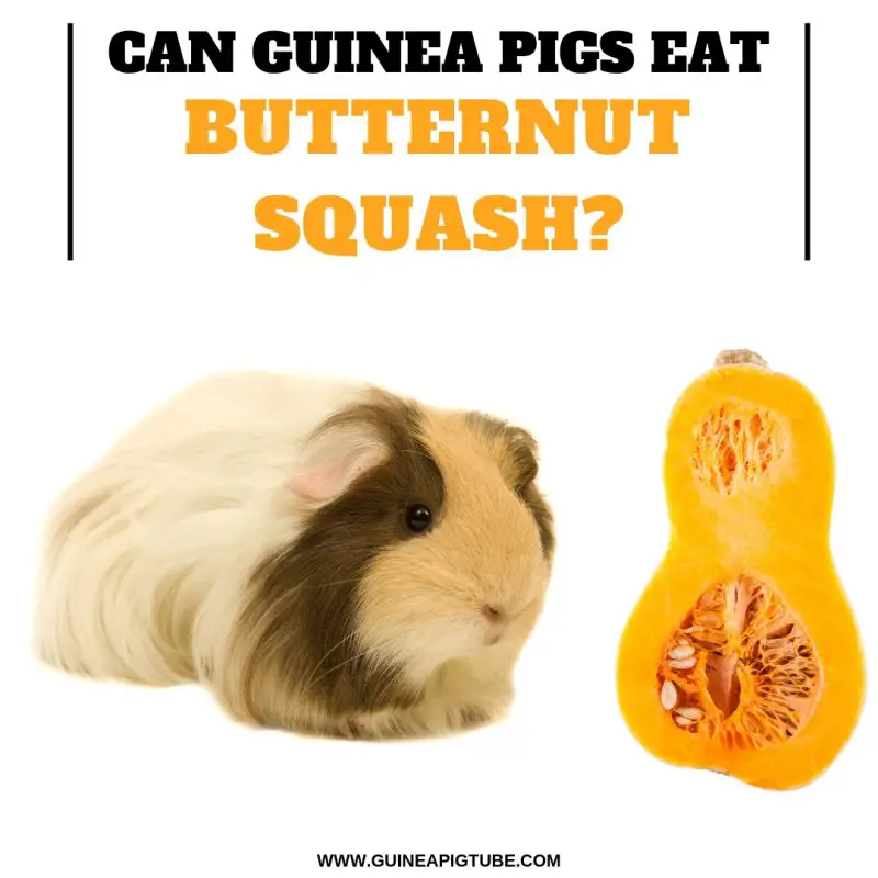 Can Guinea Pigs Eat Butternut Squash