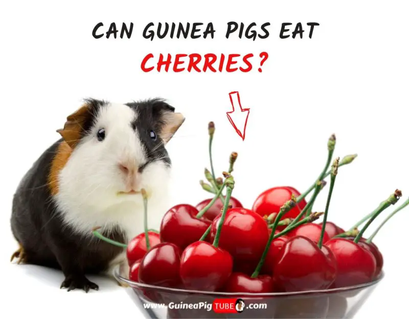 Can Guinea Pigs Eat Cherries (Benefits, Risks, Serving Size & More)