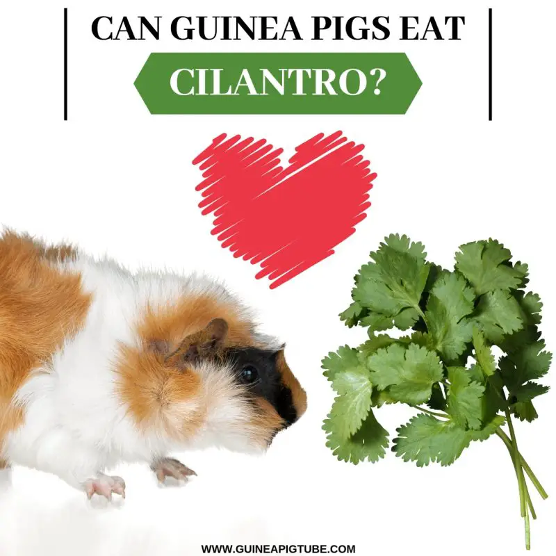 Can Guinea Pigs Eat Cilantro